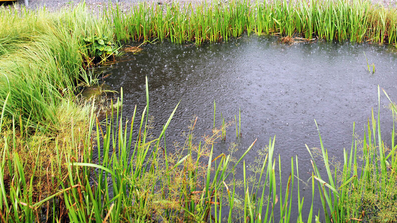 Salamanderdammen i regnvær