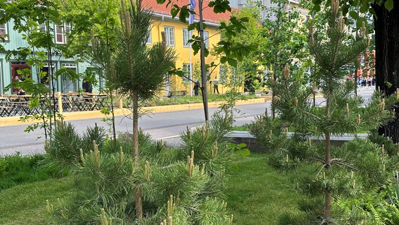 Norsk vegetasjon fra lavlandet er plantet i Bylivsgata Grønland