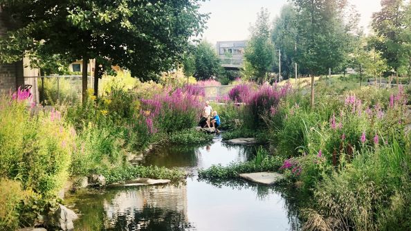 Bekk med frodige planter.