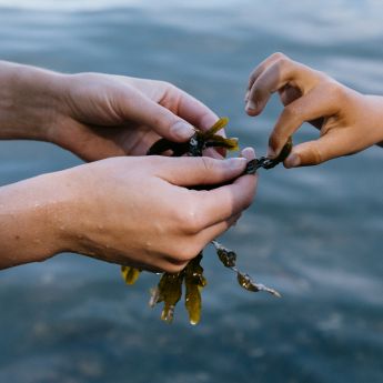 Tre hender som holder i blæretang