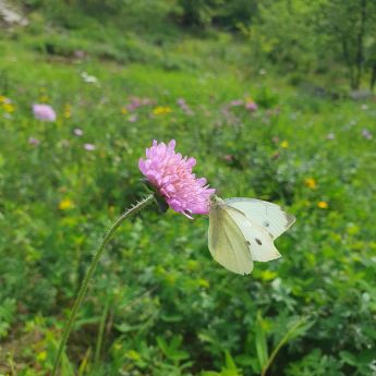 Sommerfugl som sitter på en rosa blomst med en frodig blomstereng i bakgrunnen