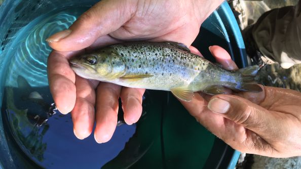 To hender som holder en liten sjøørret over en balje med vann