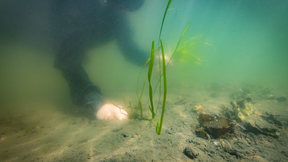 En dykker planter ålegras for hånd på havbunnen.