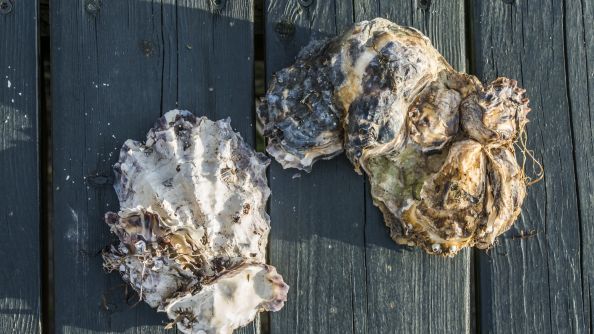 To stillehavsøsters liggende på en brygge.