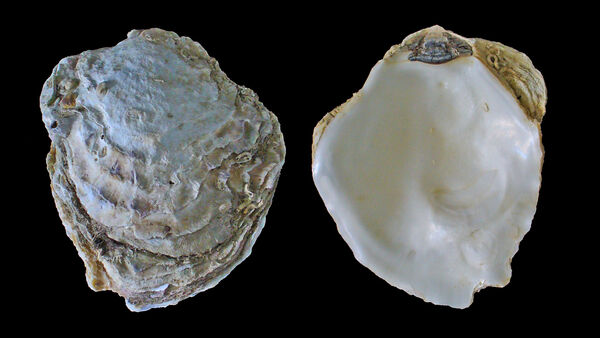 Vår hjemlige østers (Ostrea edulis).