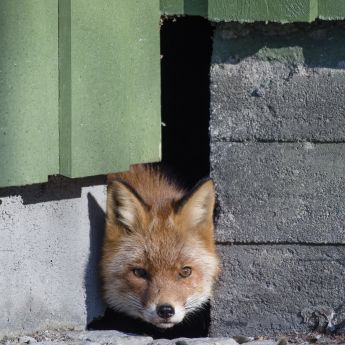 En rødrev som titter ut mellom en husvegg og en mur