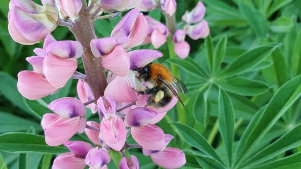 Nærbilde av en rosa hagelupin med en humle som klatrer på planten