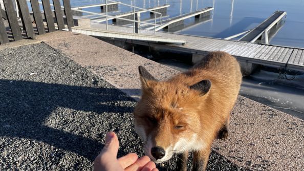 Hånd som mater rev i maritimt miljl