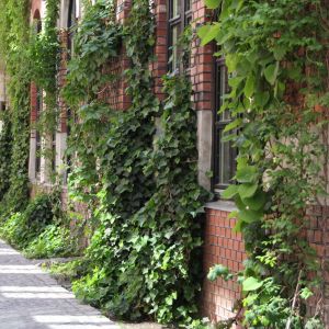 Fasaden i Nedre Gate 7 med grønne vekster oppover veggene