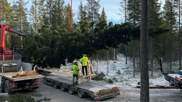 The tree is being laid down onto a truck.