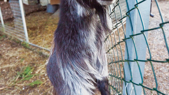 A photo of a goat at a sportstue in Oslo (Rustadsaga sportsstue)