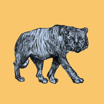 blyanttegning av en tiger på gul bakgrunn