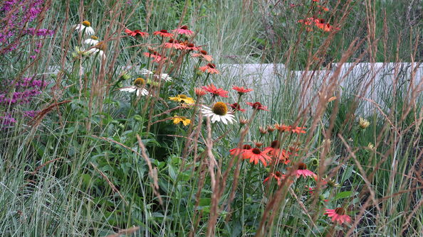 Regnbed med blomster og gress som forsinker og tar opp regnvann.