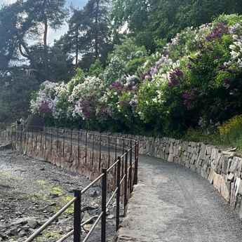 Kyststien langs Vækerø, hvor det vokser syriner.
