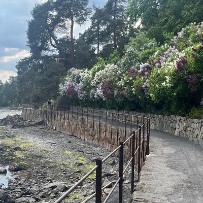Kyststien langs Vækerø, hvor det vokser syriner.
