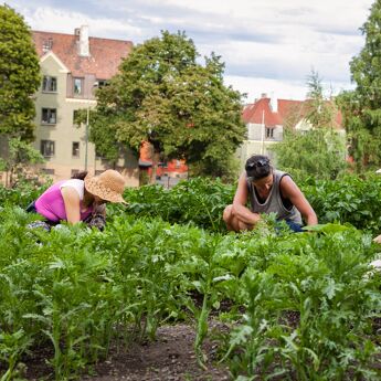 Kvinner jobber i hagen på parsellene i Geimtyra skolehage