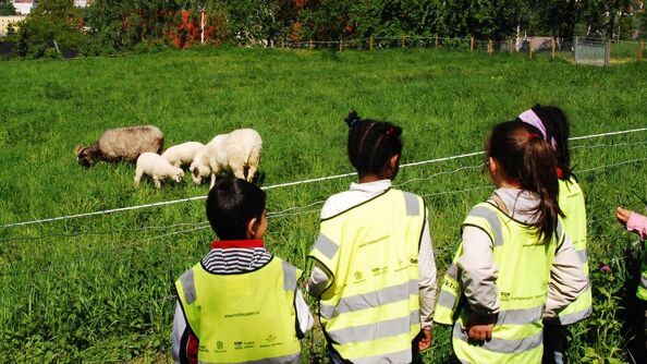 Barn ser på sauer