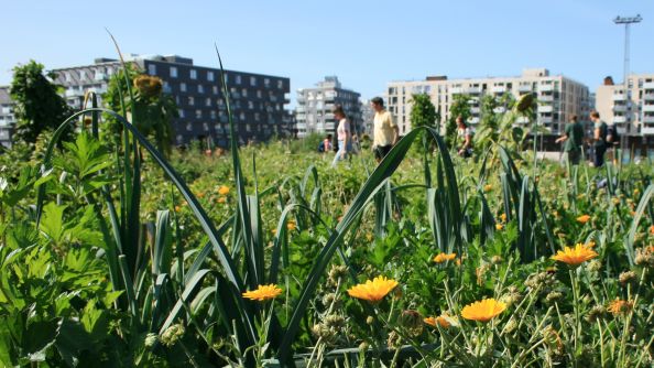 Urbant landbruk på Losæter.