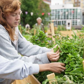 Ungdom høster basilikum fra dyrkekassene på Vaterland