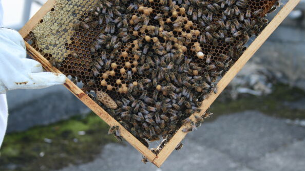 Birøkt på takhagen Tak for maten.