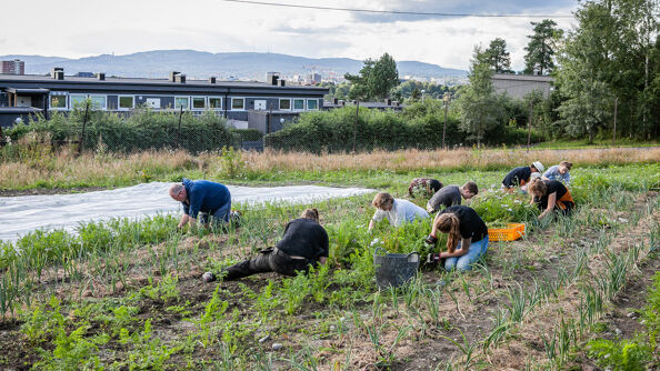Bilde av folk som gjør dugnad på Tveten andelsgård