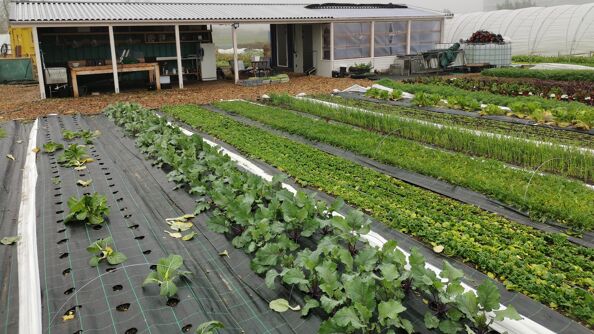 Bilde av Markedshagen i Malmø. 