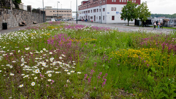 Bilde av engvekster på Akershusstranda. 
